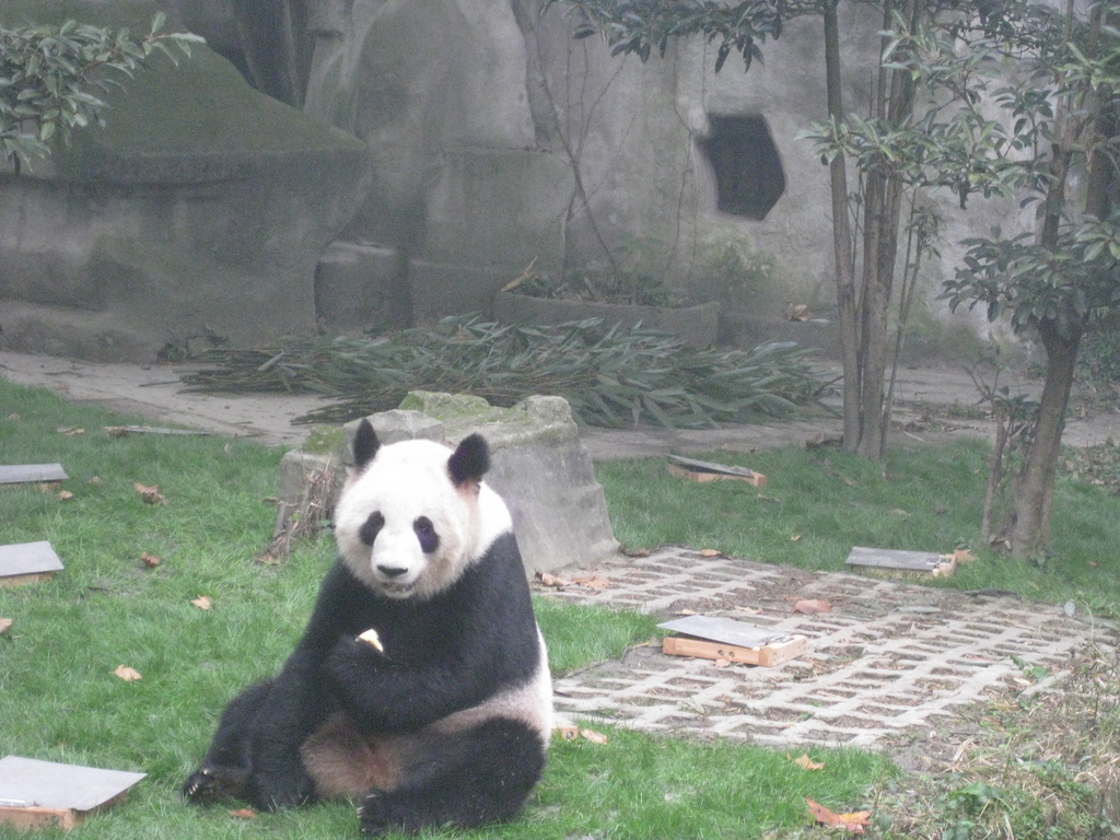 lazy panda